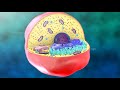 Cell structure and Function || Animal cell and Plant cell || Biology|| 3D video