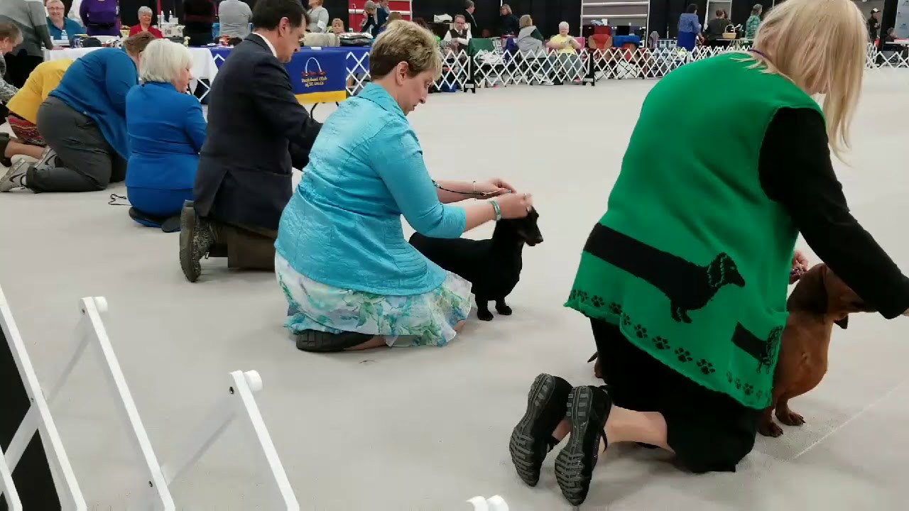 Dog Show Dachshund Club of St Louis at Purina YouTube