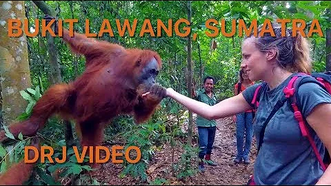 Meeting the Orang Utans and more in Bukit Lawang, Sumatra, Indonesia