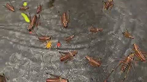 Eastern lubber grasshoppers