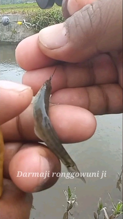 Mancing Ikan Uceng Besar di Sungai Kecil Umpan Jajan Tricks #tricks