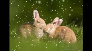 Dj Cute Rabbit Vs Dj Inddo Slebeww 02