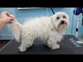 Grooming A Matted Maltese With Long Hair