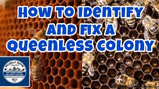 What Can You Do When A Colony Is Queenless | Beekeeping
