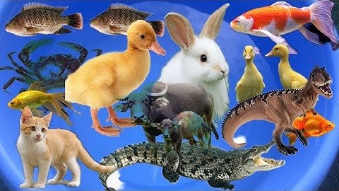 Đi bắt cá dưới rạch nước, cá rô phi, con cua, con rùa, con vịt, đồ chơi con vật cá sấu, con tôm #18