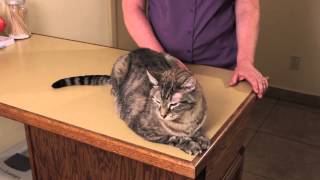 Epilepsy in a Cat : Cat Health