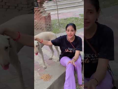 Help for street dogs #love #youtubeshorts #help #subscribe#like #shortvideo #minivlog