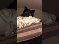 かくれんぼが見つかった時の猫の反応