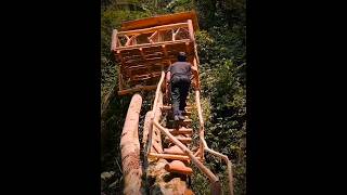 A Genius Builds a Shelter Above the Forest Floor