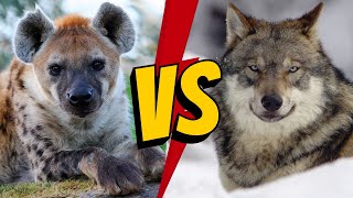 Who Would Win In A Battle ? Hyena vs Wolf