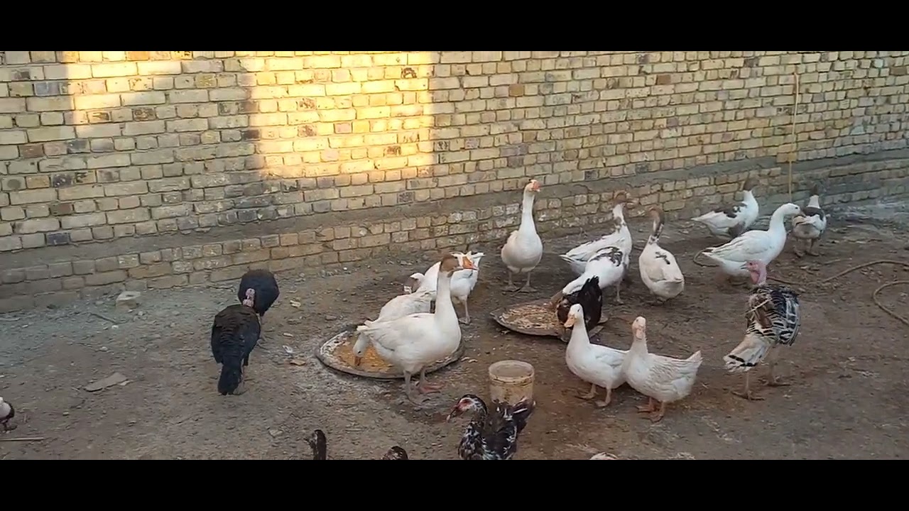 سلام عليكم لايك واشتراك 