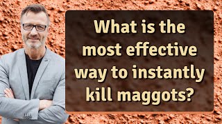 What is the most effective way to instantly kill maggots? Wealth