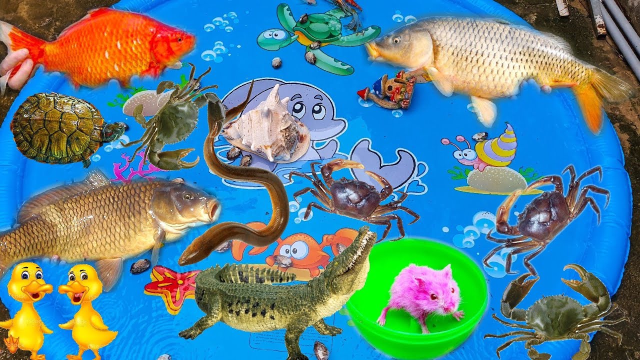 Con Cá Sấu Đang Chơi, Con Cua, Con Cá Chê, Cá Chép, Cá Koi, Con Thỏ ...
