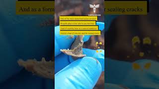 Download Mp3 One of the most underrated apiary products, propolis plays a key role in any bee hive and it's used Gudang lagu Download Mp3 One of the most underrated apiary products, propolis plays a key role in any bee hive and it's used