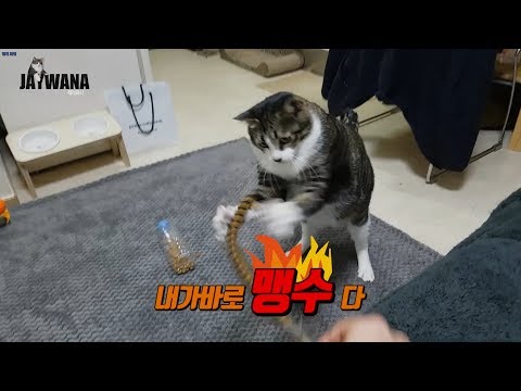 고양이 꿩깃털 장난감 선물받은 후기(?)