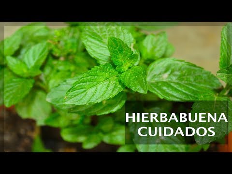 Video: Información sobre la menta roja Raripila - Consejos para cultivar plantas de menta roja Raripila