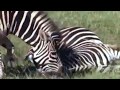 Shocking footage: Zebra Giving Birth And Kills The Calf...!