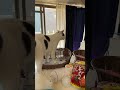 ライブ配信ハイライト