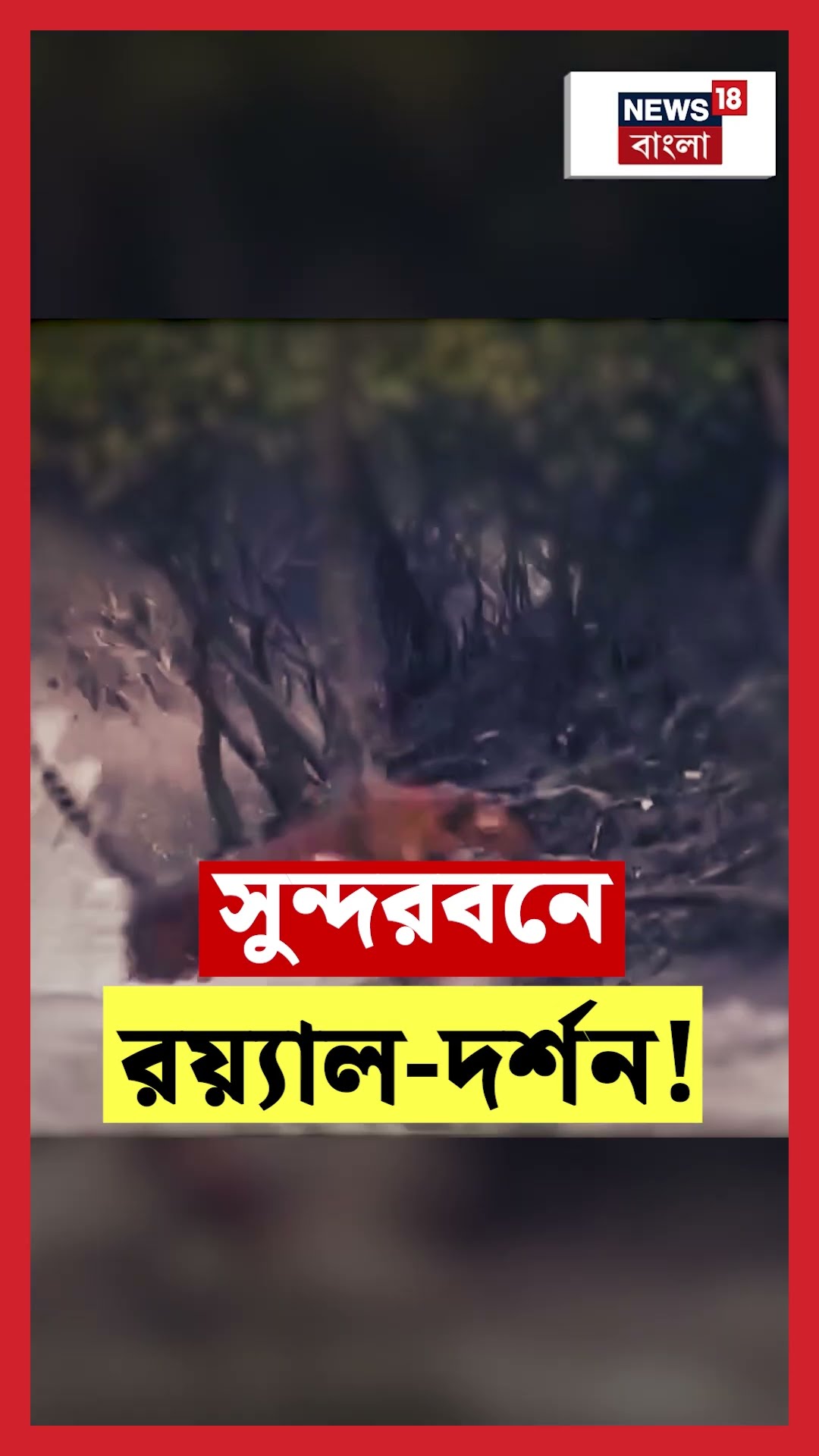 Sundarban এ Royal Bengal Tiger দর্শন! N18S #shorts