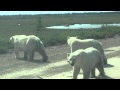 Polar Bears Walking Down The Road near Churchill, Manitoba