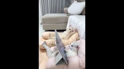 Lucky cats😂#shorts #ytshorts #cats #cuteanimals