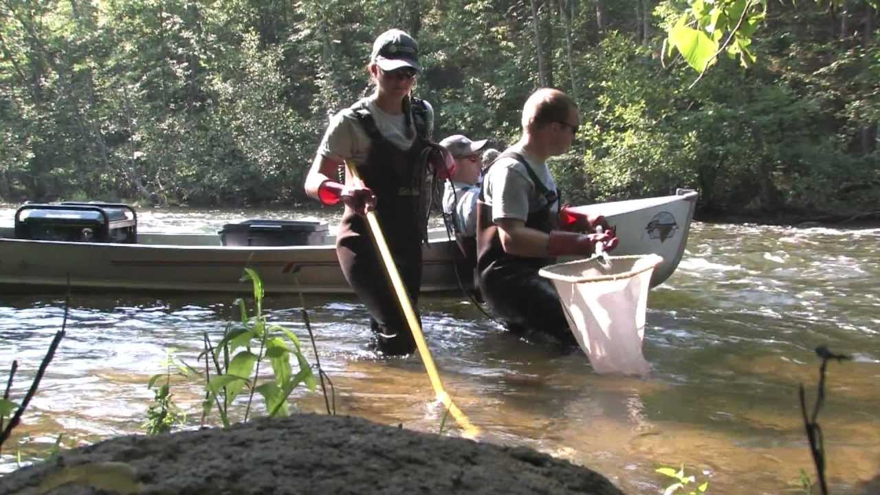 Biological MonitoringFish Sampling YouTube