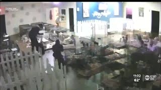 Burglaries at Tampa Bay pet stores lead detectives to dog trafficking ring