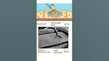 Neuromuscular junction #shorts #neuromuscularjunction #ns