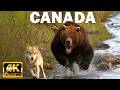 CANADA SAUVAGE | À la Rencontre des Géants de la Nature | DOCUMENTAIRE ANIMALIER