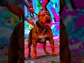 Pitbull ☠️ Cenimatic motor tutorial 🥶💀 #shorts #viral #trending #pitbull #dogs #edit #capcut
