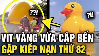 Thấy THỨ KHỔNG LỒ chắn đường người dân hoang mang ai ngờ thủ phạm là CHÚ  VỊT VÀNG | Tin 3 Phút