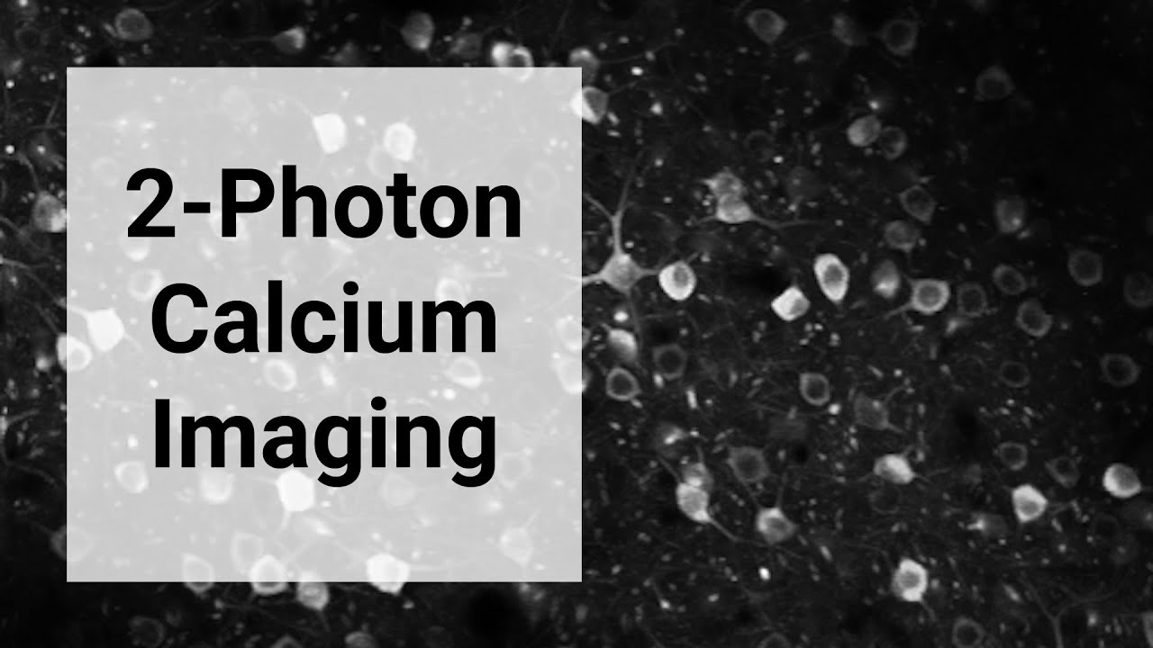 Lab Tour: 2-Photon Calcium Imaging