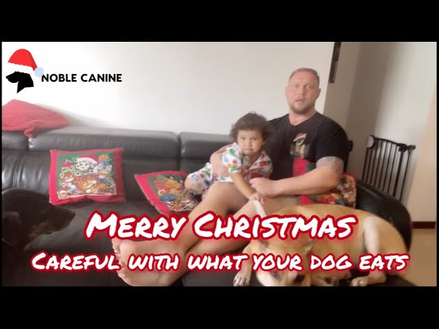 Merry Christmas - Dogs Dinner