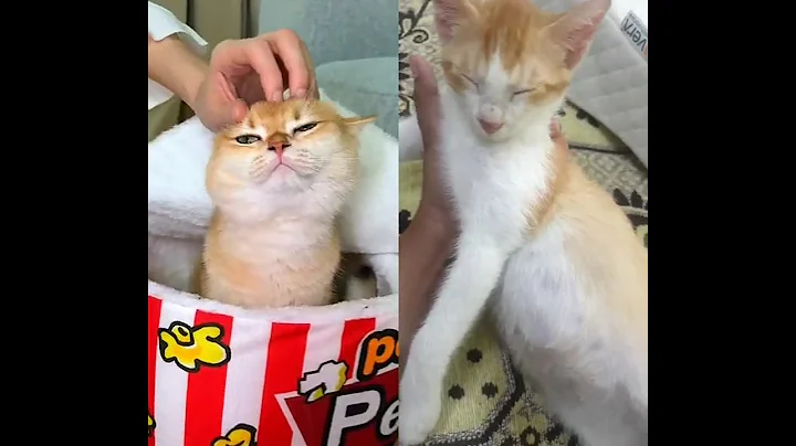 Video 11638901: cats catlover cutecat funnycats, cats funnycats catlover cute, cats catlover cutecat funny