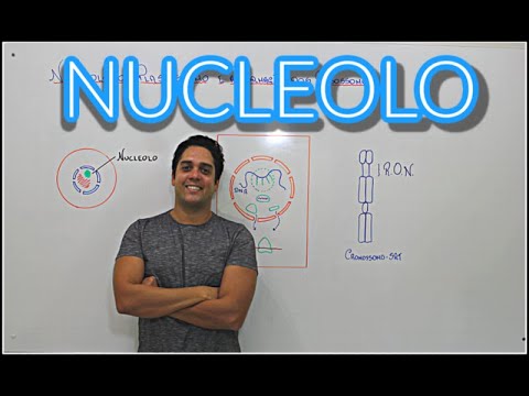 Vídeo: O que significa nucléolo?