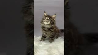 Mishka Bo is a Very Beautiful Maine Coon Kitten With a Zest by Lapa.shop: Pedigree Pets for You 214 views 10 days ago 1 minute, 38 seconds