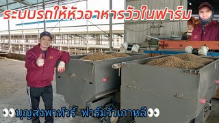 ระบบรถให้หัวอาหารวัวในฟาร์ม??แรงงานไทยในเกาหลี?? Ep. 207