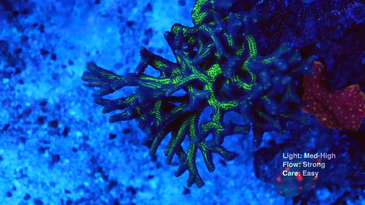 ORA Birds of Paradise Birdsnest Coral