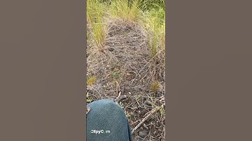 #herping up by Hawk Creek in Eastern Washington.  Rescued a Great Basin Gopher snake on the road