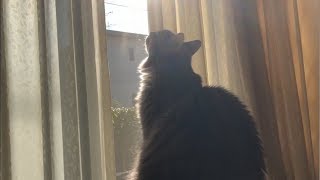 収まりきらない猫 ノルウェージャンフォレストキャットA big cat.Norwegian Forest Cat.