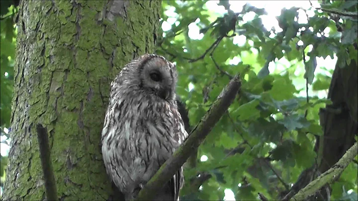 TAWNY OWL.wmv