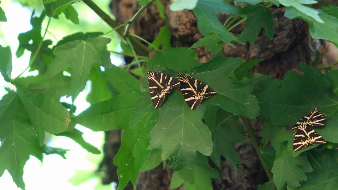 Rhodos, Valley of the Butterflies, juli 2022 YouTube