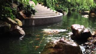 Jack Russell Terrier fishing in China