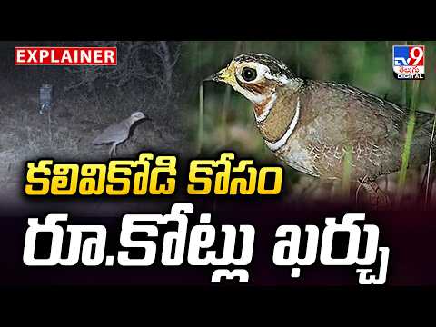 Explainer : కలివికోడి కోసం రూ.కోట్లు ఖర్చు | Crores Spent To Find Rare Kalivikodi Bird - TV9 - TV9