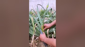 Garlic sprout harvesting process sharing - good methods and tools can make the work more efficient
