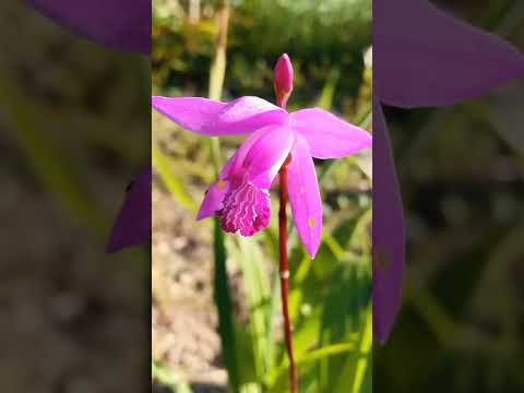 Bletilla striata 白芨，种两年了，竟然是个濒危植物