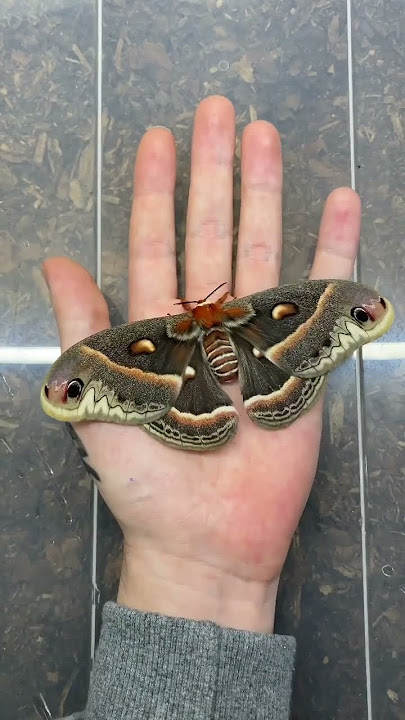 These insects grew out of these eggs!