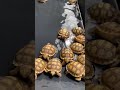 Baby tortoise daily routine 