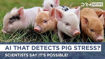IntelliPig: How AI is Learning to Spot Stressed Pigs | AI1G