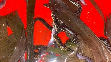 Hướng Dẫn Cho Rắn RiVoi Con Mới Đẻ Ăn Sau 3 Ngày